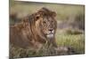 Lion (Panthera Leo), Serengeti National Park, Tanzania, East Africa, Africa-James Hager-Mounted Photographic Print