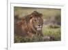 Lion (Panthera Leo), Serengeti National Park, Tanzania, East Africa, Africa-James Hager-Framed Photographic Print