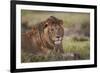 Lion (Panthera Leo), Serengeti National Park, Tanzania, East Africa, Africa-James Hager-Framed Photographic Print