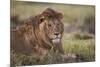 Lion (Panthera Leo), Serengeti National Park, Tanzania, East Africa, Africa-James Hager-Mounted Photographic Print