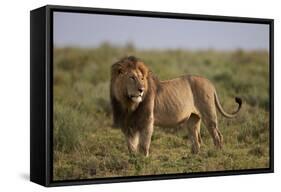 Lion (Panthera Leo), Serengeti National Park, Tanzania, East Africa, Africa-James Hager-Framed Stretched Canvas