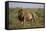 Lion (Panthera Leo), Serengeti National Park, Tanzania, East Africa, Africa-James Hager-Framed Stretched Canvas