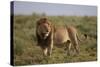 Lion (Panthera Leo), Serengeti National Park, Tanzania, East Africa, Africa-James Hager-Stretched Canvas