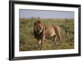 Lion (Panthera Leo), Serengeti National Park, Tanzania, East Africa, Africa-James Hager-Framed Photographic Print