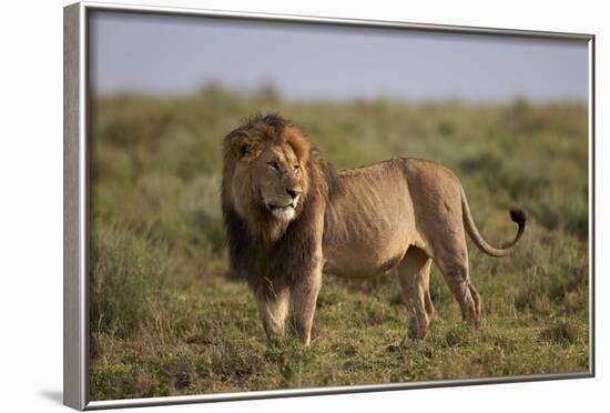 Lion (Panthera Leo), Serengeti National Park, Tanzania, East Africa, Africa-James Hager-Framed Photographic Print