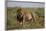 Lion (Panthera Leo), Serengeti National Park, Tanzania, East Africa, Africa-James Hager-Framed Photographic Print