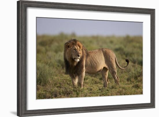 Lion (Panthera Leo), Serengeti National Park, Tanzania, East Africa, Africa-James Hager-Framed Photographic Print