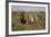 Lion (Panthera Leo), Serengeti National Park, Tanzania, East Africa, Africa-James Hager-Framed Photographic Print