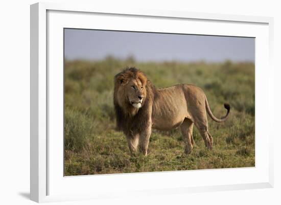 Lion (Panthera Leo), Serengeti National Park, Tanzania, East Africa, Africa-James Hager-Framed Photographic Print