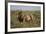 Lion (Panthera Leo), Serengeti National Park, Tanzania, East Africa, Africa-James Hager-Framed Photographic Print