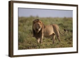 Lion (Panthera Leo), Serengeti National Park, Tanzania, East Africa, Africa-James Hager-Framed Photographic Print