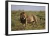 Lion (Panthera Leo), Serengeti National Park, Tanzania, East Africa, Africa-James Hager-Framed Photographic Print