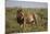 Lion (Panthera Leo), Serengeti National Park, Tanzania, East Africa, Africa-James Hager-Mounted Photographic Print