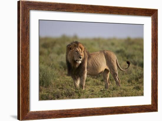 Lion (Panthera Leo), Serengeti National Park, Tanzania, East Africa, Africa-James Hager-Framed Photographic Print