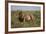 Lion (Panthera Leo), Serengeti National Park, Tanzania, East Africa, Africa-James Hager-Framed Photographic Print