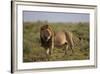 Lion (Panthera Leo), Serengeti National Park, Tanzania, East Africa, Africa-James Hager-Framed Photographic Print