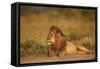 Lion (Panthera Leo), Serengeti National Park, Tanzania, East Africa, Africa-James Hager-Framed Stretched Canvas