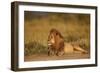 Lion (Panthera Leo), Serengeti National Park, Tanzania, East Africa, Africa-James Hager-Framed Photographic Print