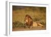 Lion (Panthera Leo), Serengeti National Park, Tanzania, East Africa, Africa-James Hager-Framed Photographic Print