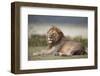 Lion (Panthera Leo), Serengeti National Park, Tanzania, East Africa, Africa-James Hager-Framed Photographic Print