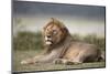 Lion (Panthera Leo), Serengeti National Park, Tanzania, East Africa, Africa-James Hager-Mounted Photographic Print