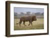 Lion (Panthera Leo), Serengeti National Park, Tanzania, East Africa, Africa-James Hager-Framed Photographic Print