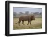 Lion (Panthera Leo), Serengeti National Park, Tanzania, East Africa, Africa-James Hager-Framed Photographic Print