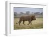 Lion (Panthera Leo), Serengeti National Park, Tanzania, East Africa, Africa-James Hager-Framed Photographic Print