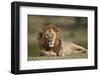 Lion (Panthera Leo), Serengeti National Park, Tanzania, East Africa, Africa-James Hager-Framed Photographic Print