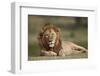 Lion (Panthera Leo), Serengeti National Park, Tanzania, East Africa, Africa-James Hager-Framed Photographic Print