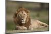 Lion (Panthera Leo), Serengeti National Park, Tanzania, East Africa, Africa-James Hager-Mounted Photographic Print