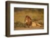 Lion (Panthera Leo), Serengeti National Park, Tanzania, East Africa, Africa-James Hager-Framed Photographic Print