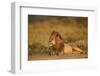 Lion (Panthera Leo), Serengeti National Park, Tanzania, East Africa, Africa-James Hager-Framed Photographic Print