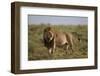 Lion (Panthera Leo), Serengeti National Park, Tanzania, East Africa, Africa-James Hager-Framed Photographic Print