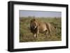 Lion (Panthera Leo), Serengeti National Park, Tanzania, East Africa, Africa-James Hager-Framed Photographic Print