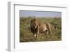 Lion (Panthera Leo), Serengeti National Park, Tanzania, East Africa, Africa-James Hager-Framed Photographic Print