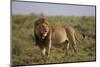 Lion (Panthera Leo), Serengeti National Park, Tanzania, East Africa, Africa-James Hager-Mounted Photographic Print