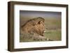 Lion (Panthera Leo), Serengeti National Park, Tanzania, East Africa, Africa-James Hager-Framed Photographic Print