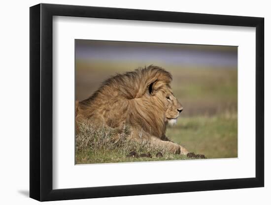 Lion (Panthera Leo), Serengeti National Park, Tanzania, East Africa, Africa-James Hager-Framed Photographic Print