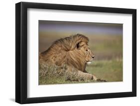 Lion (Panthera Leo), Serengeti National Park, Tanzania, East Africa, Africa-James Hager-Framed Photographic Print