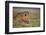 Lion (Panthera Leo), Serengeti National Park, Tanzania, East Africa, Africa-James Hager-Framed Photographic Print