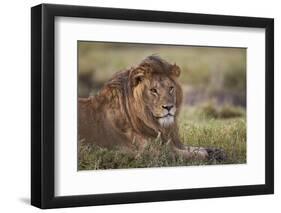 Lion (Panthera Leo), Serengeti National Park, Tanzania, East Africa, Africa-James Hager-Framed Photographic Print