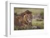 Lion (Panthera Leo), Serengeti National Park, Tanzania, East Africa, Africa-James Hager-Framed Photographic Print