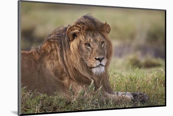 Lion (Panthera Leo), Serengeti National Park, Tanzania, East Africa, Africa-James Hager-Mounted Photographic Print