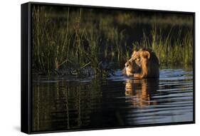 Lion (Panthera Leo) Swimming, Okavango Delta, Botswana-Wim van den Heever-Framed Stretched Canvas