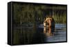 Lion (Panthera Leo) Swimming, Okavango Delta, Botswana-Wim van den Heever-Framed Stretched Canvas