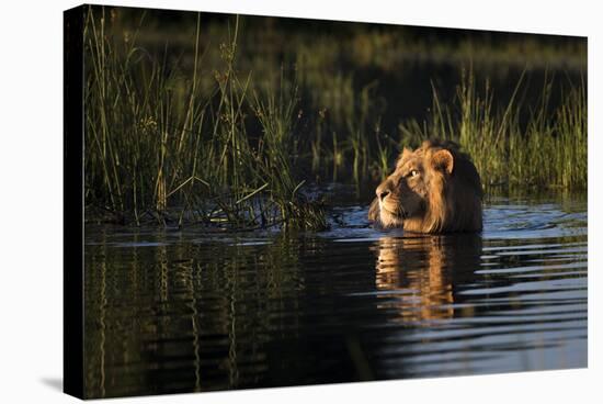 Lion (Panthera Leo) Swimming, Okavango Delta, Botswana-Wim van den Heever-Stretched Canvas