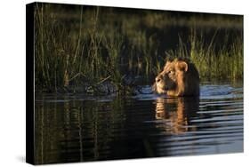 Lion (Panthera Leo) Swimming, Okavango Delta, Botswana-Wim van den Heever-Stretched Canvas