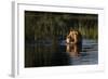 Lion (Panthera Leo) Swimming, Okavango Delta, Botswana-Wim van den Heever-Framed Photographic Print