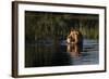 Lion (Panthera Leo) Swimming, Okavango Delta, Botswana-Wim van den Heever-Framed Photographic Print